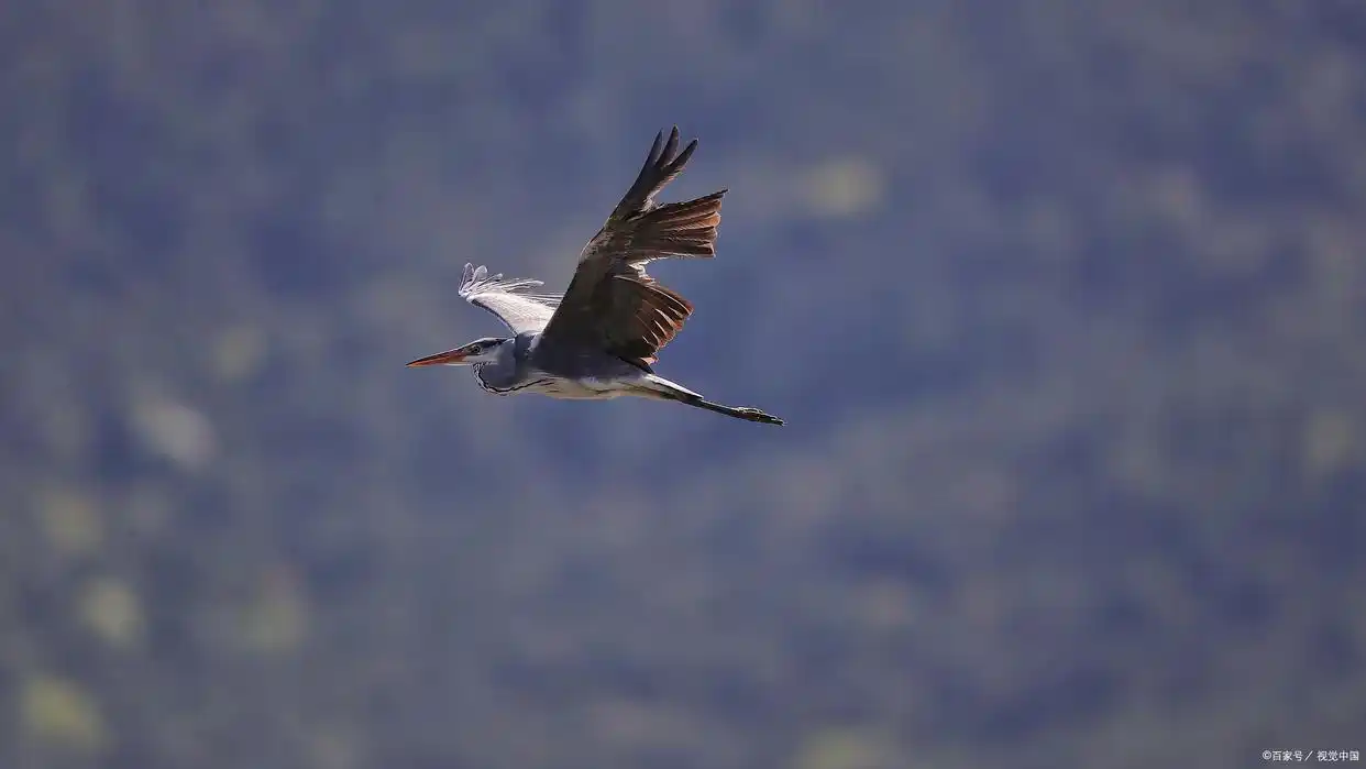 数字化时代的兼职秘籍，十个靠谱线上赚钱途径大公开(图2)