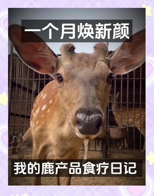 探秘吉林敖东：养鹿与制药奇妙融合，上半年盈利大增(图2)