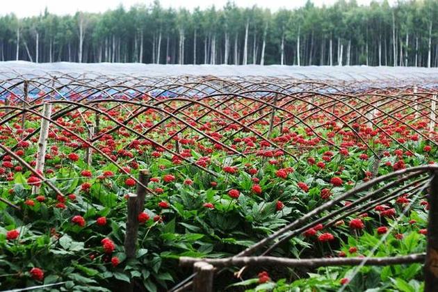 吉林敖东：依托长白山资源，全产业链发力，人参产值创新高