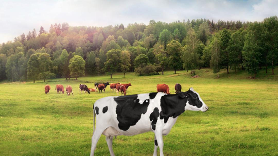 温州人熟悉的早餐店上市!一鸣食品 A 股敲钟,家族财富惊人?(图2) 温州人熟悉的早餐店上市!一鸣食品 A 股敲钟,家族财富惊人?(图2)