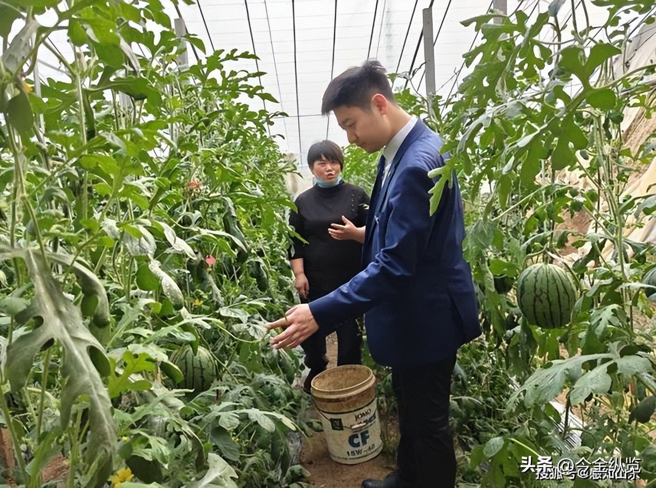 农民种地愁销路怕天灾？银行+保险+期货模式帮大忙(图21)