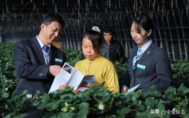 农民种地愁销路怕天灾？银行+保险+期货模式帮大忙(图9)