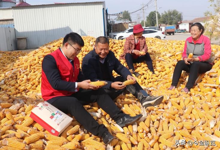 农民种地愁销路怕天灾？银行+保险+期货模式帮大忙(图10)