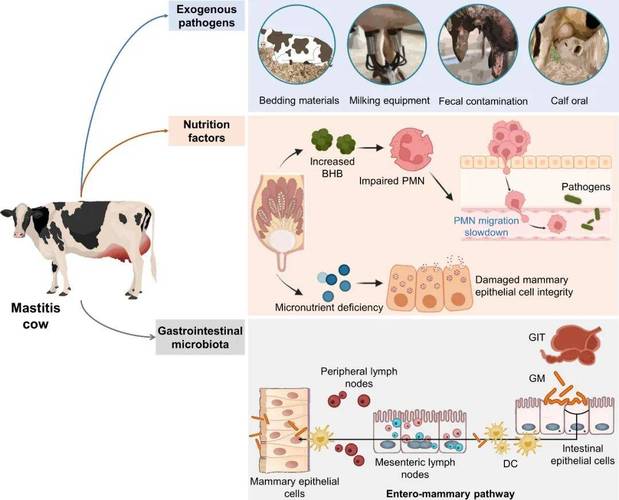 动物科学团队揭示奶牛泌乳性状机制,聚焦泌乳曲线关键期(图6) 动物科学团队揭示奶牛泌乳性状机制,聚焦泌乳曲线关键期(图6)